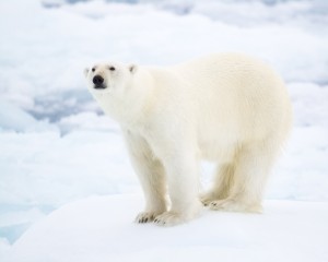 Polar Bear on Pack Ice in the Arctic Ocean Ursus maritimus