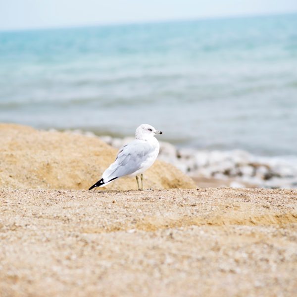 Bird Beach and Sand