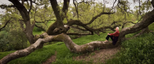 Photo of Carol Lynn in her sacred tree, by Kimberly Anderson
